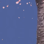 me tin dinami tou kesara gamw tn voice changer