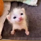 Normal voice changer