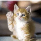 tessss voice changer