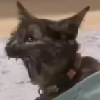 exe type shii voice changer