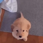 puppu voice changer