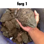 Frog 1 voice changer