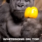 Feathers voice changer