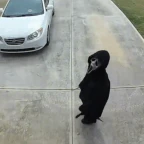 gost face voice changer