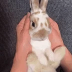 pitrabbit voice changer