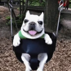 pibble voice changer