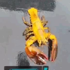 sisyphus prime voice changer