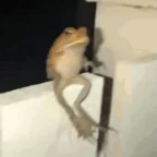 The Vagrant Crooked Moon voice changer