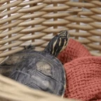 for turtle voice changer