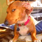 packgod low pitch voice changer