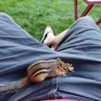 redneck chipmuck voice changer