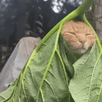 soundcloud autotune voice changer