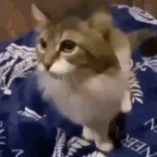 KittymirCutenNew voice changer