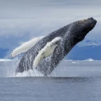 Male vibe voice changer