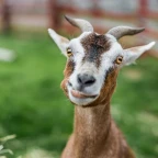 vvilburn voice changer