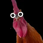 Rooster voice changer