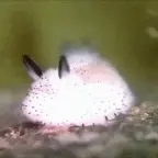 Sea bunny voice changer
