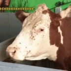 cow voice voice changer