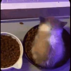 wiwiwiwiwiiiii voice changer