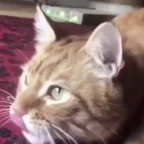 Cat's Bitcrunched voice changer