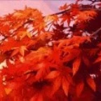 maple voice changer