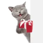 Male voice 00 voice changer