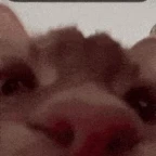 autotunemide voice changer