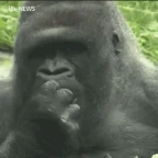 gorilla corp ahh voice changer