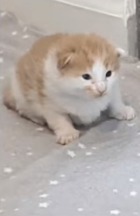 ear breaker voice changer