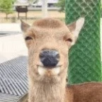 Deerboy voice changer