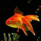 G0IdFlsh voice changer