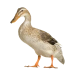 laurie cabot voice changer