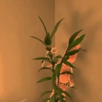 Marcus voice changer