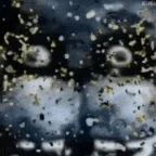 bear 5 in opinion voice changer