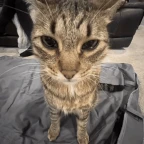 Deep but not to deep voice changer