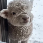 Echo girl v2 voice changer