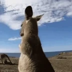 kangaroo voice changer