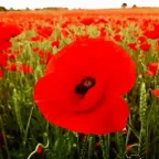 Poppy voice changer