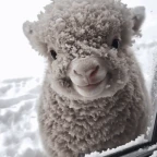 echo girl voice changer