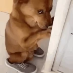 The Dog voice changer