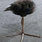 vocal preset voice changer