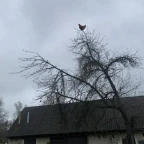 chud chicken voice changer