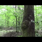 Fantôme de la fôret voice changer