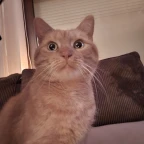 Girl Voice voice changer