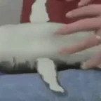 sharkie voice changer