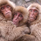 Com Boy V2 voice changer