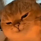 catthie voice changer