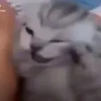 lesss staticy meow meow voice changer