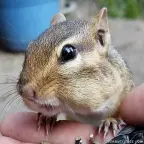 Chipmunk voice changer
