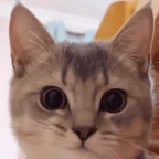 voice anonymiser voice changer